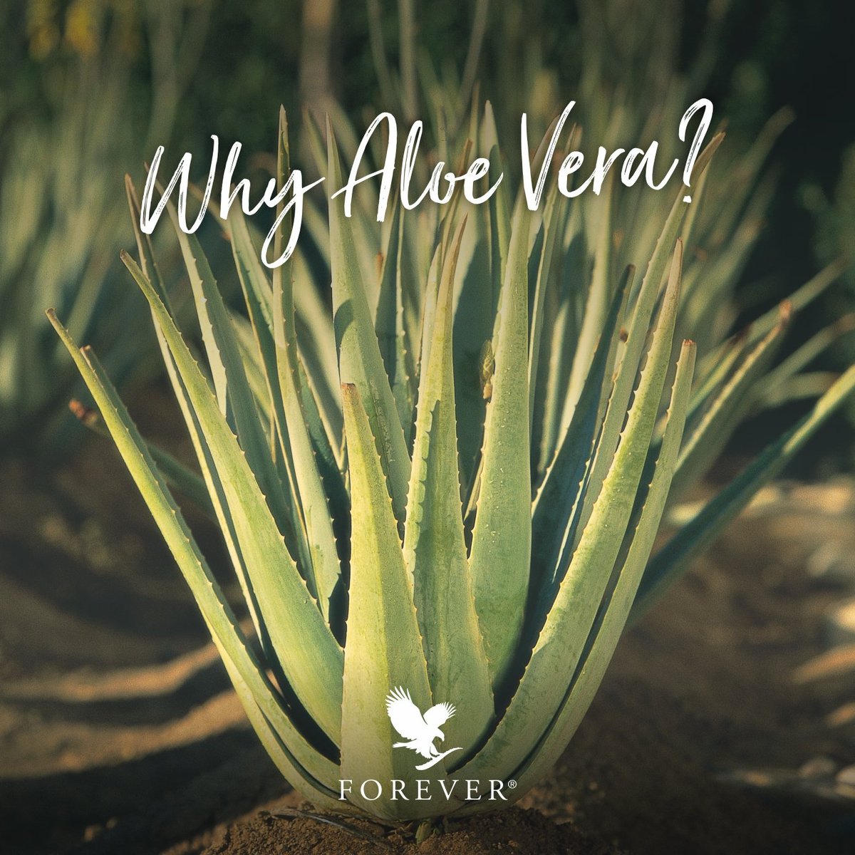 Forever Living Products Southern Africa tweet media