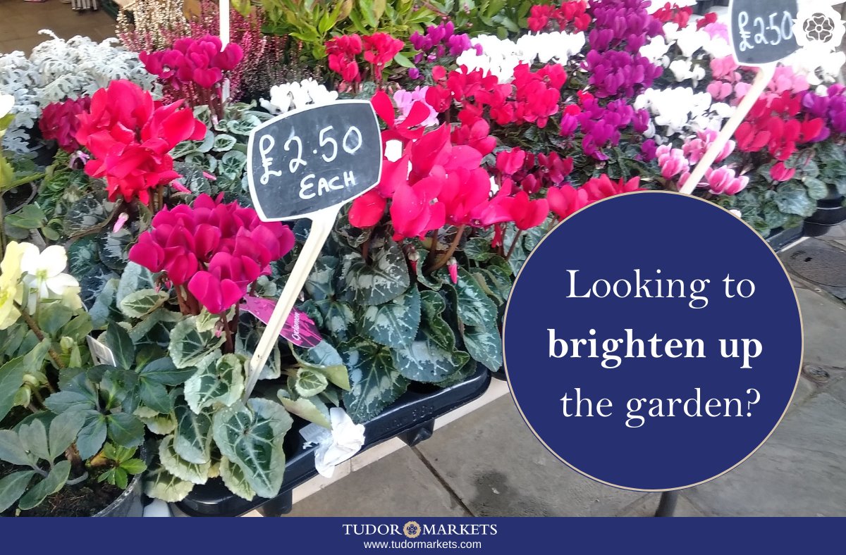 DudleyTCMarket's tweet photo. Are you looking to brighten up your garden as the weather warms up?

#DudleyMarket #SupportDudley #OpenAirMarket #ShopLocal #ShopSmall #Community https://t.co/aNlCiEq2kB