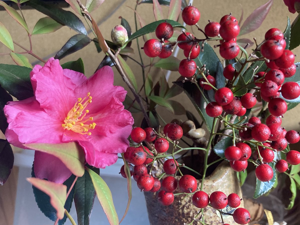 CE_co_ltd's tweet photo. 新しい年を迎えました。チョウは元気に越冬中、温暖化で生息域が広がって九州には定着しているとのこと・・・🦋
見習って、たくましくがんばります！よろしくお願いします！！ https://t.co/SCUP1MJD4J