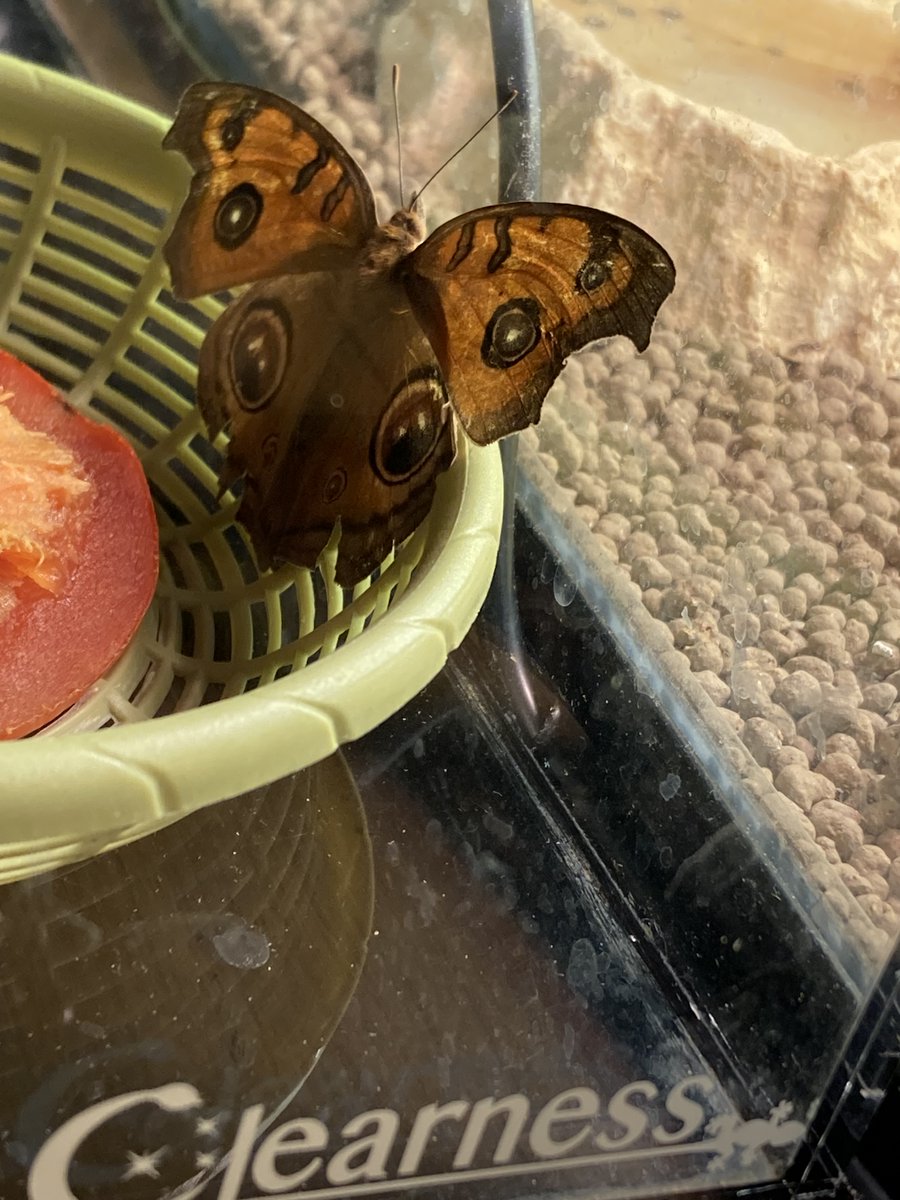 CE_co_ltd's tweet photo. 新しい年を迎えました。チョウは元気に越冬中、温暖化で生息域が広がって九州には定着しているとのこと・・・🦋
見習って、たくましくがんばります！よろしくお願いします！！ https://t.co/SCUP1MJD4J
