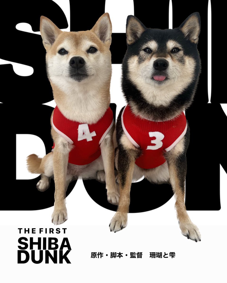 豆柴さんしー/Mameshiba34 (@Kuroshibasango) / Posts / X