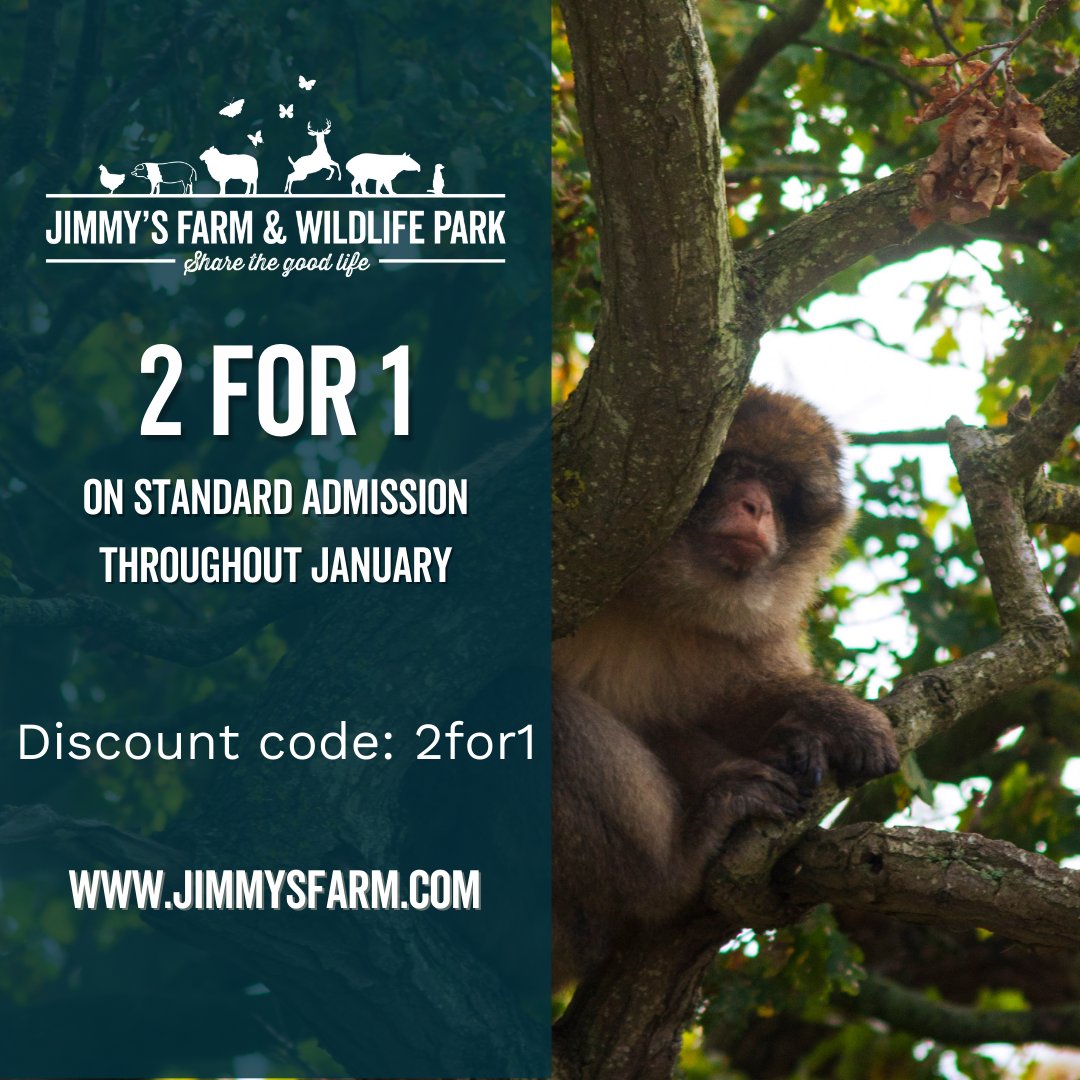 JimmysFarmHQ's tweet photo. 🐾 Looking for somewhere to go this January? We have 2 for 1 on standard admission tickets!
Click the link in our bio to book online using the discount code: 2for1
#sharethegoodlife #jimmysfarm #conservation #barbarymacaque #visitsuffolk #suffolkdaysout https://t.co/FGGqdci2Zp