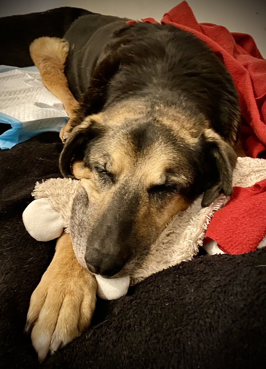 szumand's tweet image. Od niedzieli stan zdrowia Mufcia się pogorszył
Nie wstaje już samodzielnie
Nerki siadają, do tego krew i ropa w moczu.
Chcieliśmy temu szlachetnemu, pięknemu, dobremu i mądremu psu, choć trochę wynagrodzić zło które przeżył, ale nie wiem czy to możliwe.
Nie mamy mu już jak pomóc.