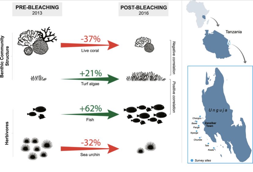 Delighted to announce that our paper documenting the impacts of the 2014-2016 El Niño event on #CoralReef communities around Zanzibar,Tanzania🇹🇿#WIO is now published #OpenAccess in #MarinePollutionBulletin! Link to paper:👉 bit.ly/3X77X7q
