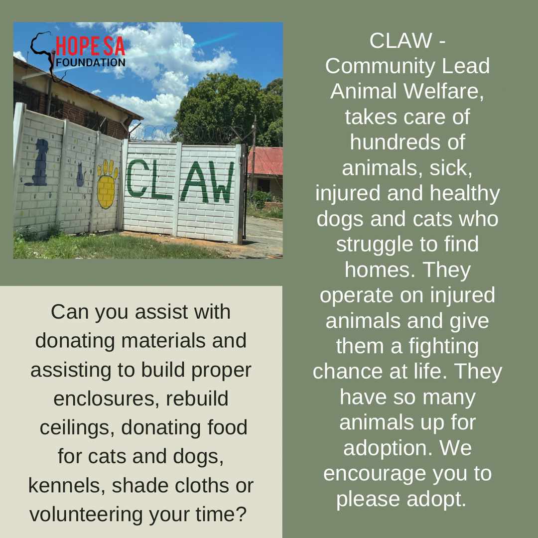 Namritha_'s tweet photo. @HopeSAfoundatio has been assisting the community with food and the shelter with dog/cat food * blankets and the need is so big that we will support CLAW on an ongoing basis. Please adopt from them π₯Ί#PawsforHope
Even a visit to bathe the dogs or play with them helps. #animals https://t.co/tIhm3OvHzi