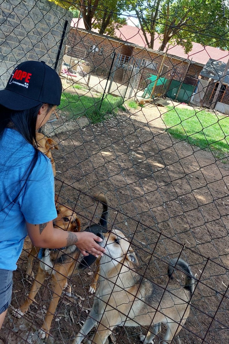 Namritha_'s tweet photo. @HopeSAfoundatio has been assisting the community with food and the shelter with dog/cat food * blankets and the need is so big that we will support CLAW on an ongoing basis. Please adopt from them π₯Ί#PawsforHope
Even a visit to bathe the dogs or play with them helps. #animals https://t.co/tIhm3OvHzi