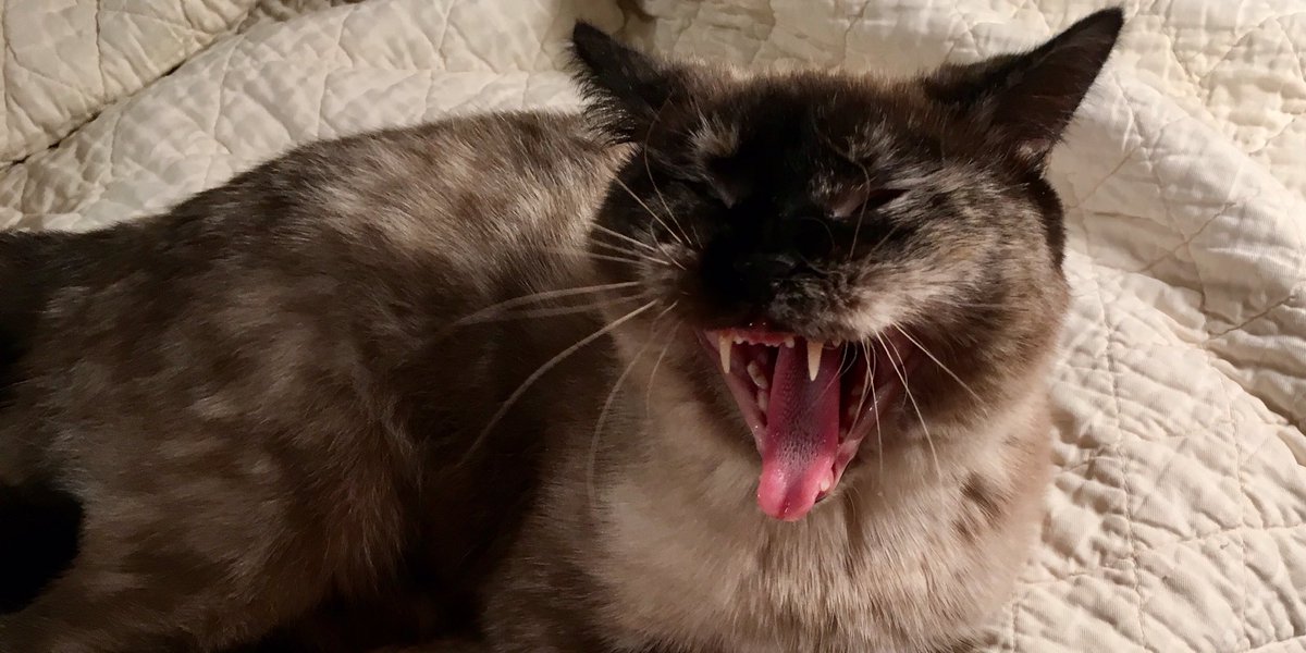 Dorothy14213's tweet photo. Pixie: #ThrowbackThursday to happier days before the V.E.T. stole my teeth
(It was 1 tooth and it had a large cavity)
#PlottingRevenge #BitingIsNoLongerAnOption
#CatsOfTwitter https://t.co/VPUIe1VZCh