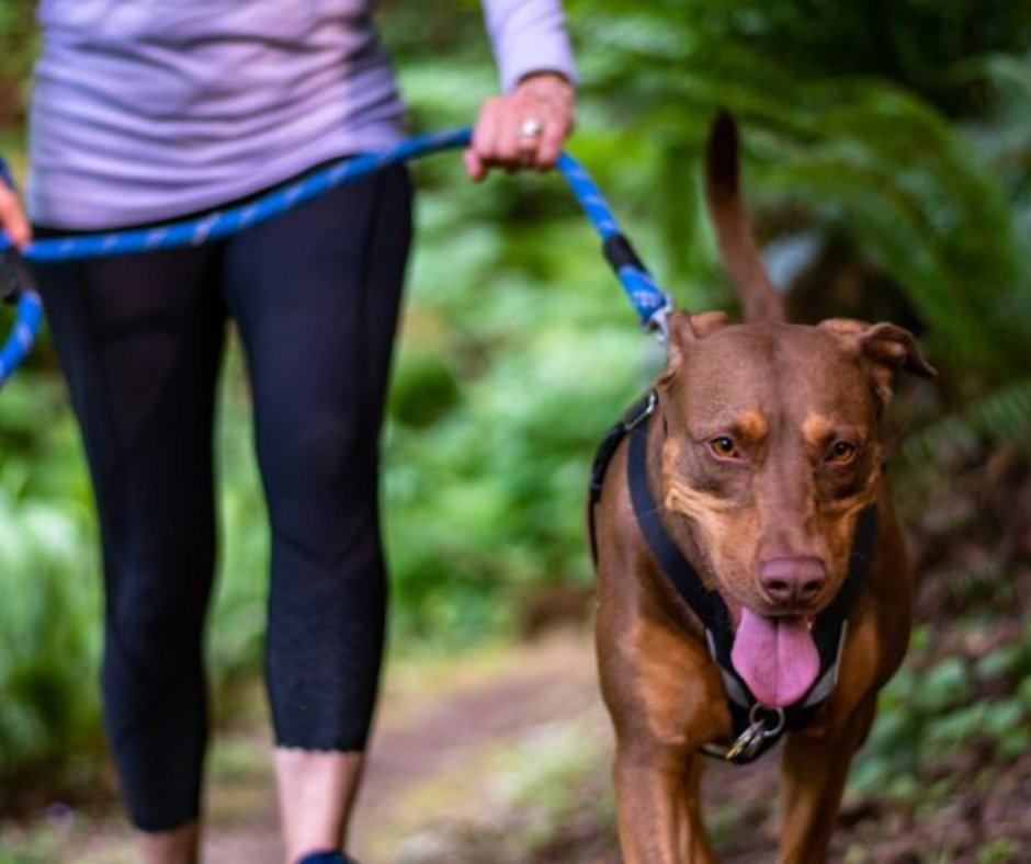 LetsHyndburn's tweet photo. Today is officially #TakeaWalkOutdoorsDay 🙌 

This means we have every reason to take a walk outside today!

Here are a few ways to get involved!

🚶Walking to work instead of driving or take a walk at lunchtime
🌱 Walk to the park with some friends after work!
🐕🚶Walk the dog! https://t.co/cJgNozXun2