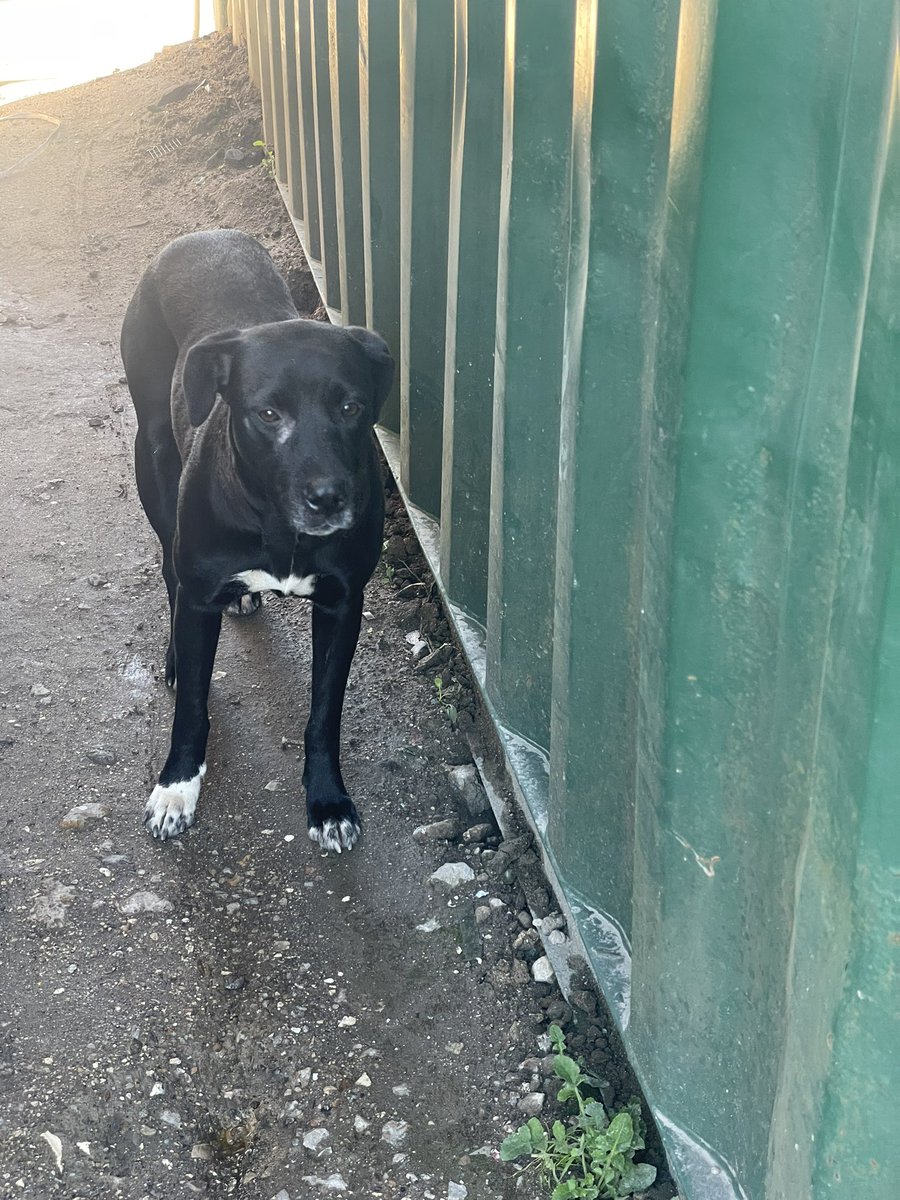 Zero rescues in Texas have offered to help market her for adoption. Please please share to help find this gorgeous pup a home. 
#adoptdontshop
Breed: lab mix
Houston, Tx, travels well
Name:Ellie
Age: @ 2 years
Training: house trained, kennel trained, sit, leash walking. Altered.