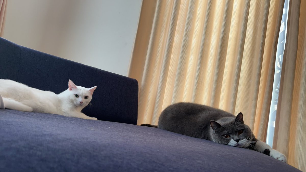 ウルンとリコリンファミリー on Twitter