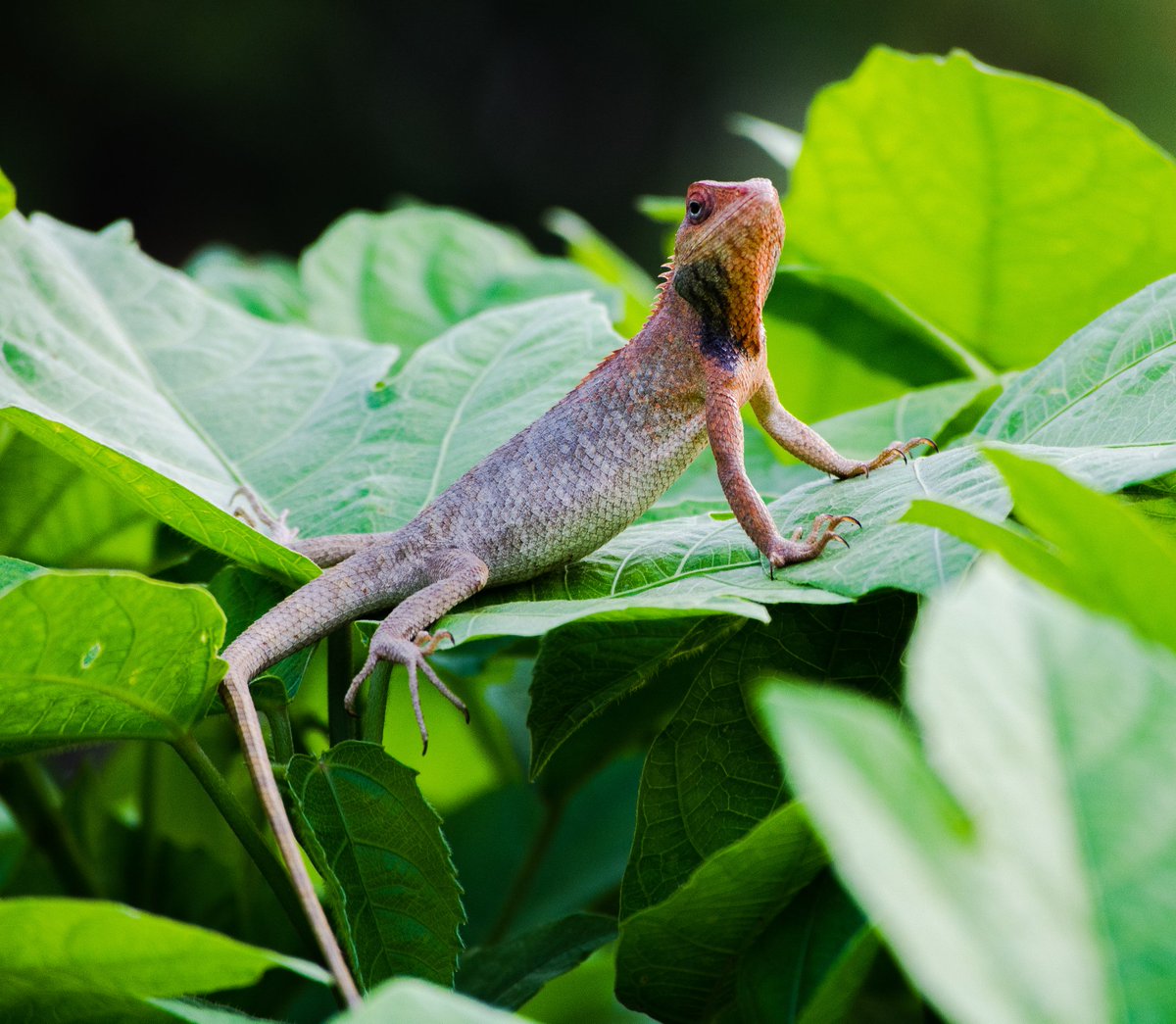 Lemme do my push-ups
#gardenlizard #garden #gymshark #pushups #potd #photography #nikonphotography #lizards #lizardsofIndia #natgeoindia #natgeowild @BBCEarth @NatGeoPhotos @NikonIndia @natgeowild