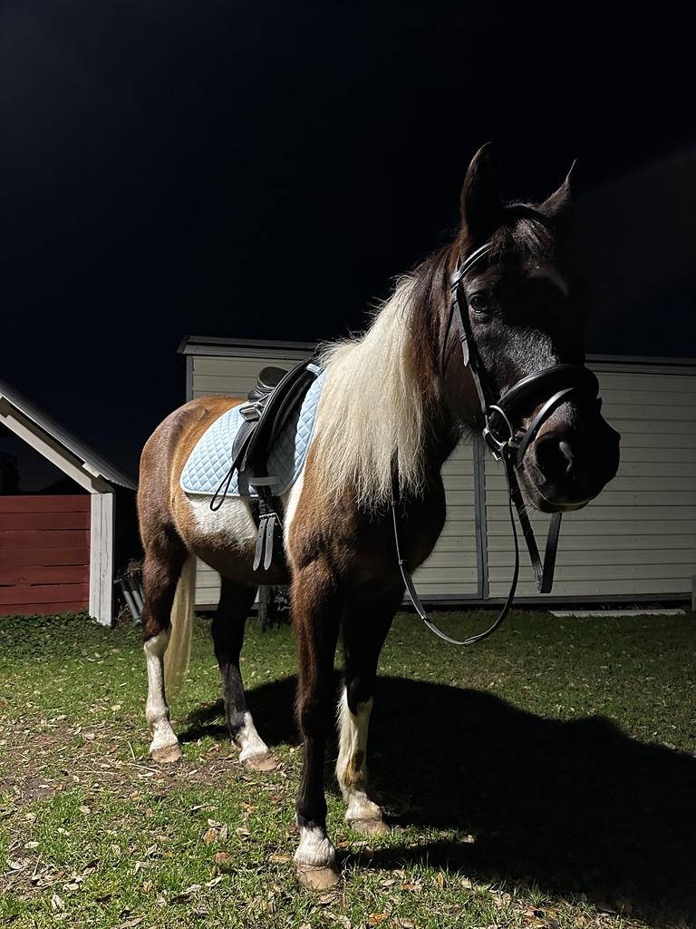 Jimmy B. 🐴🐾 tweet media