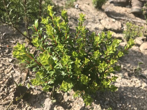 This medium grit bar provides exfoliation with a combination of salt, ground buchu and rosemary to help polish your skin, paired with a herbal infusion of lemongrass, rosemary, tea tree and peppermint essential oils.