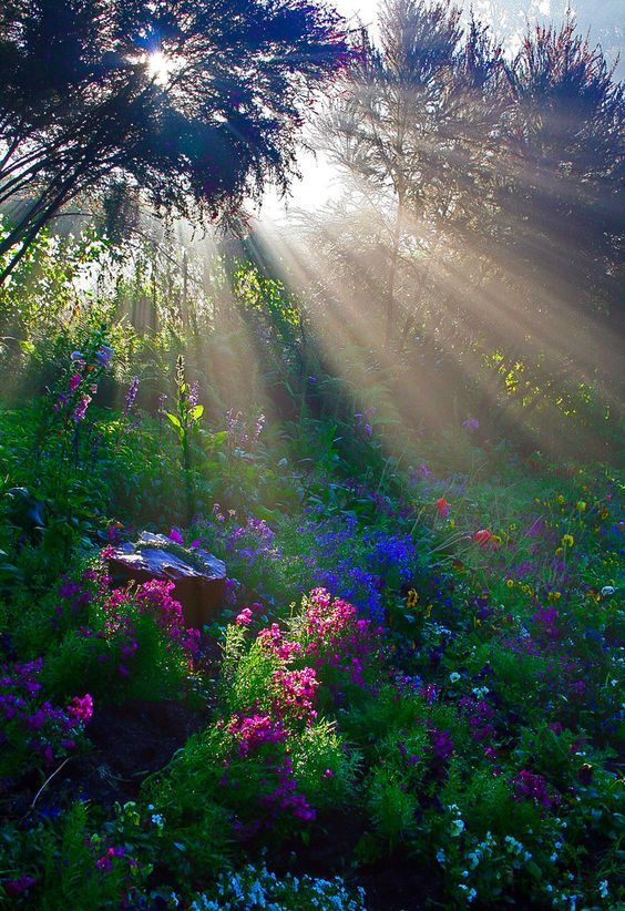 lavieestbelIe's tweet photo. Sunlight shining through the trees https://t.co/85SRNuuNYt