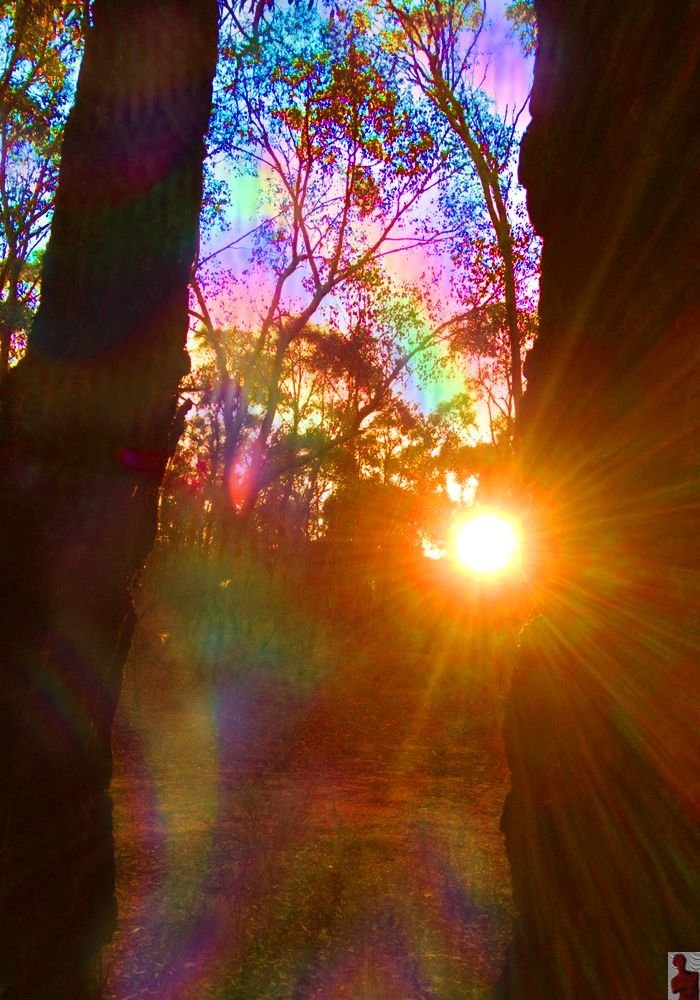 lavieestbelIe's tweet photo. Sunlight shining through the trees https://t.co/85SRNuuNYt