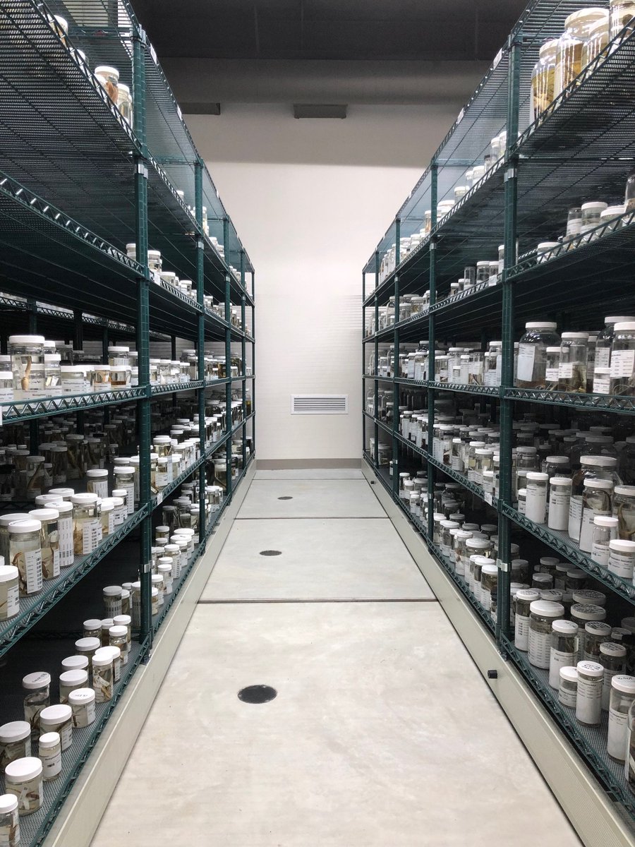 We have approximately 36,000 specimens of #reptiles and #amphibians just waiting for a researcher to pose a question. Come visit or check us out on <a href="/VertNetOrg/">VertNet Project</a>.