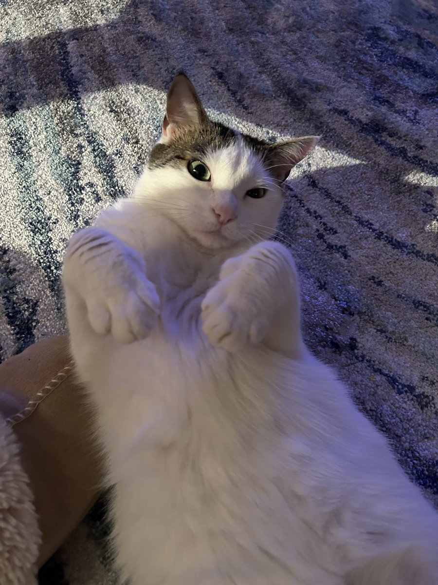 secharia15's tweet photo. @samuelroukin Nala &amp; Ragnar 😼 https://t.co/qoXGXljOxs