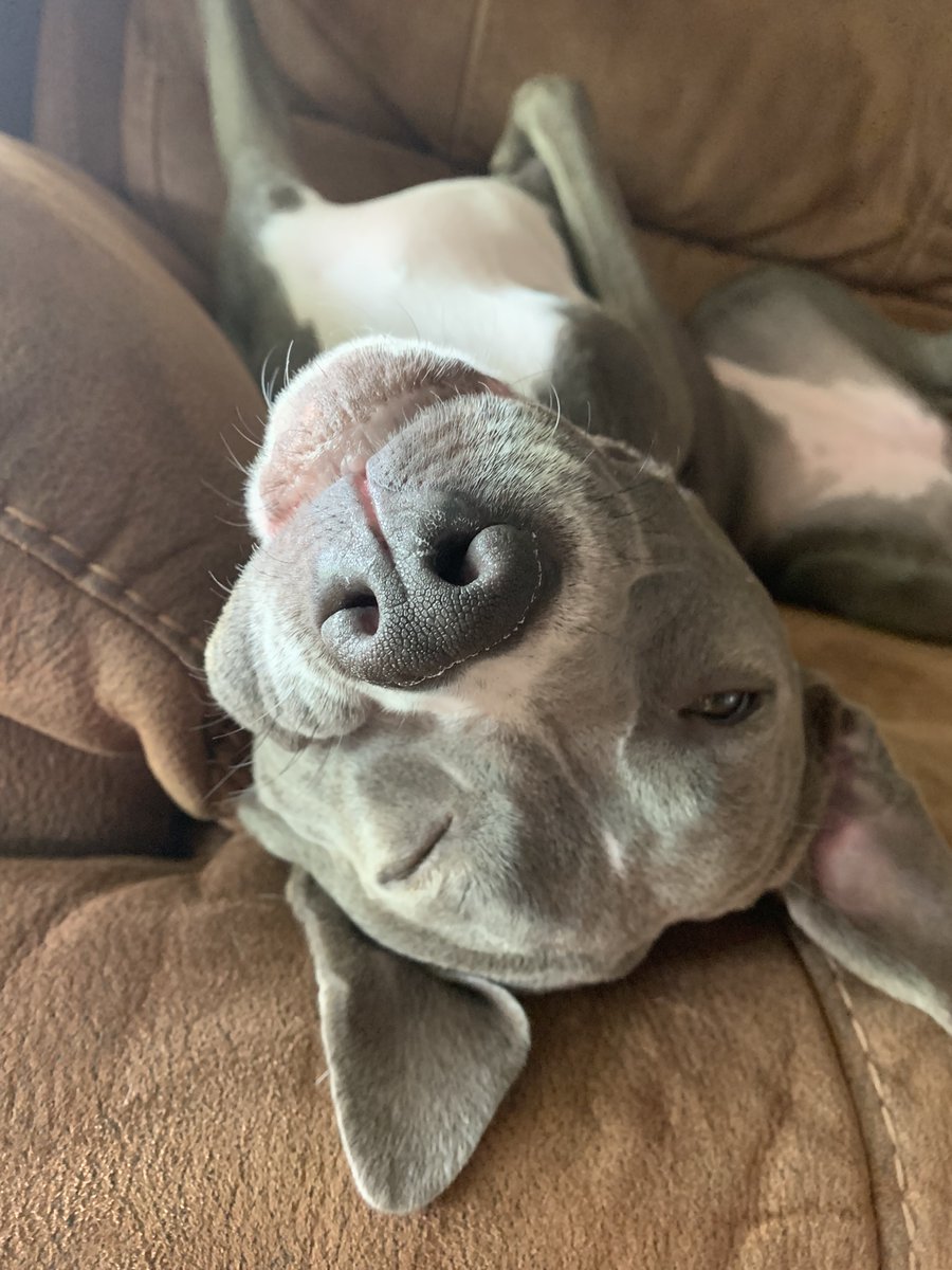 Roxy Roo 💗🐾🐕🦺🏴☠️🏴☠️🏴☠️ tweet media