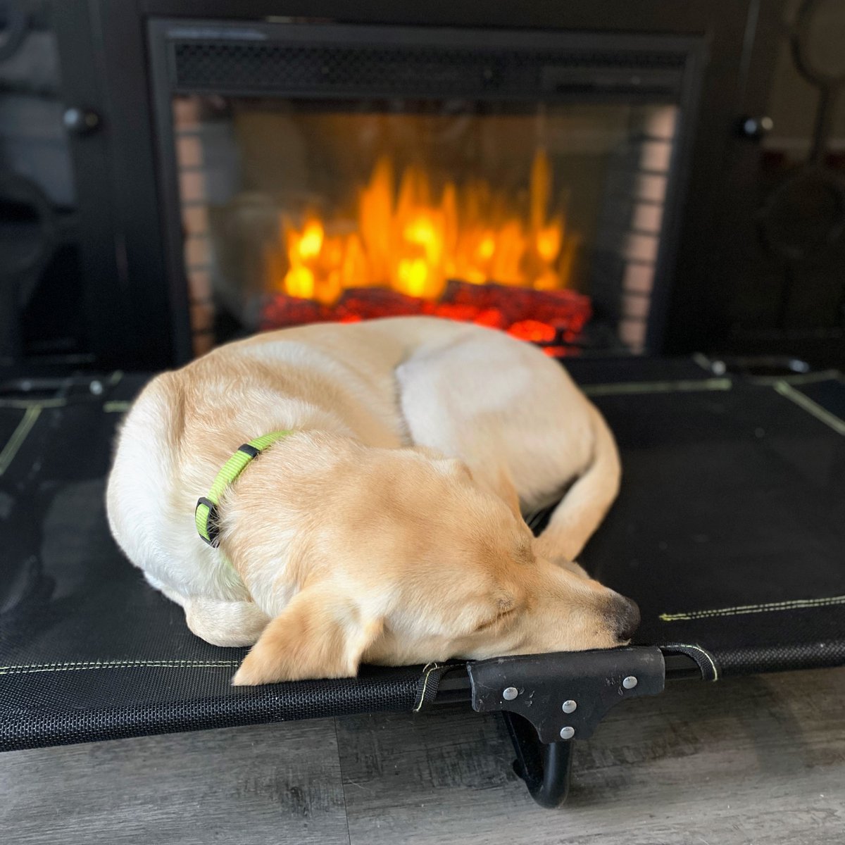 PAWServiceDogs's tweet photo. Belle looks so #cozy doesn't she? It's almost enough to make one envious! #LabPuppy #ServiceDog https://t.co/noKSIKsvp0