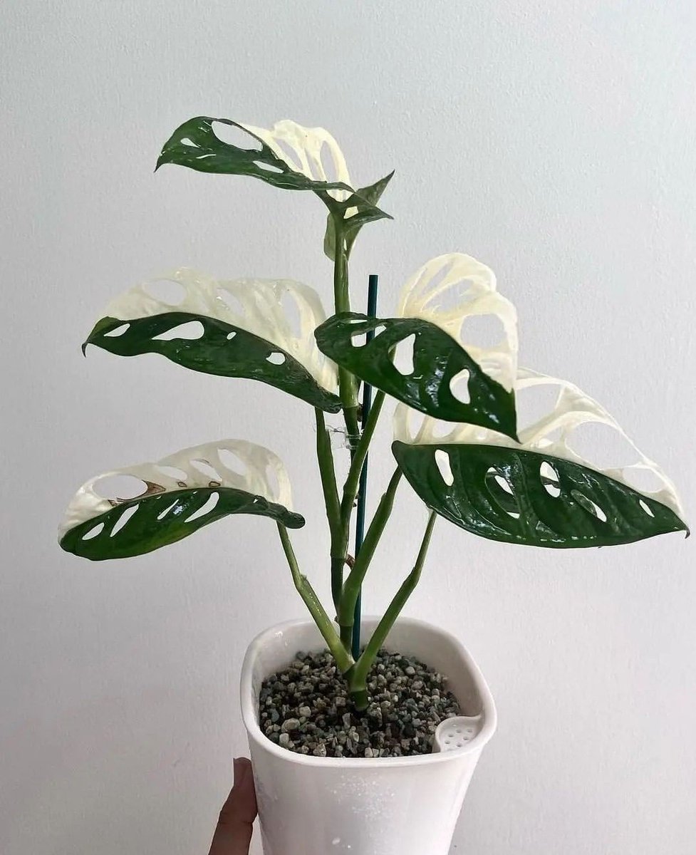 An incredible halfmoon Monstera Adansonii 🌿