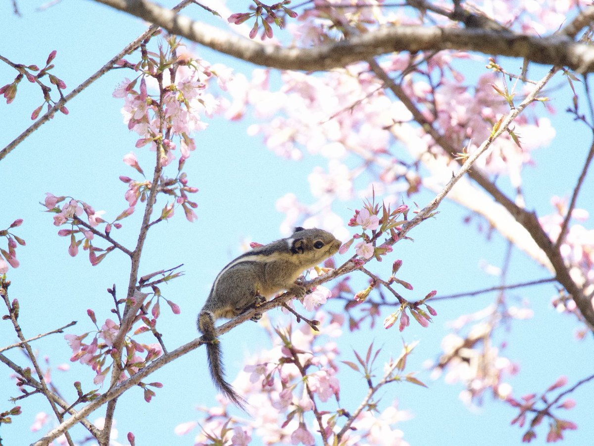 Kirill Traveling tweet media