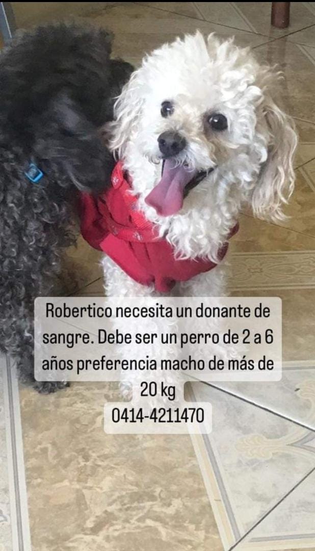 PerroUsuario's tweet photo. #ServicioPúblicoCanino URGENTE RT @maritesotelo: #RtUrgente.
#Robertico necesita donante de sangre 🩸 Macho de más de 6 años y más de 20kgs.
☎️ 04244211470 #VALENCIA https://t.co/qpnOih7aRZ