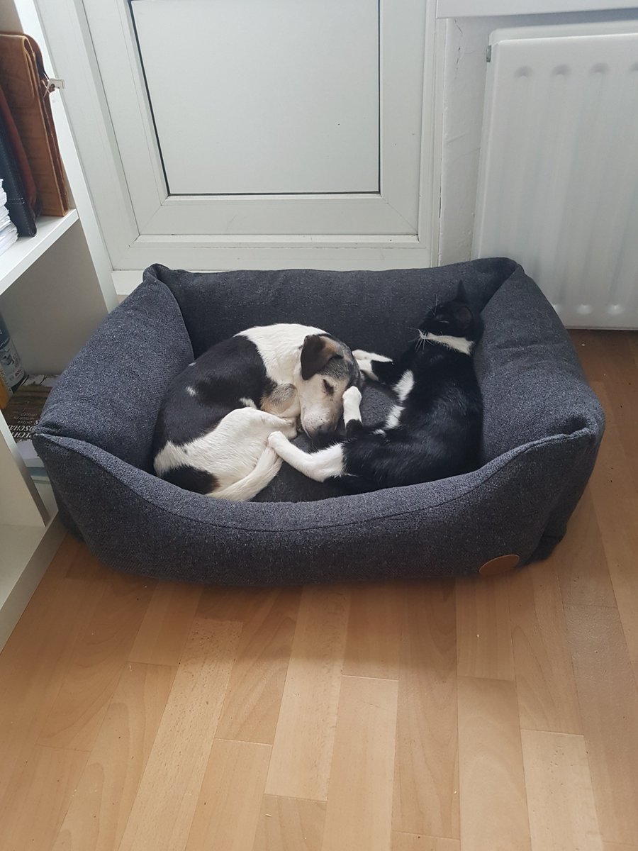 Nou ja zeg! Lopen altijd met een boogje om elkaar heen. Elkaars ruimte respecterend en dan met name de hond die dit afdwingt. Ben ik even op de computer aan het werken en dan ineens dit!