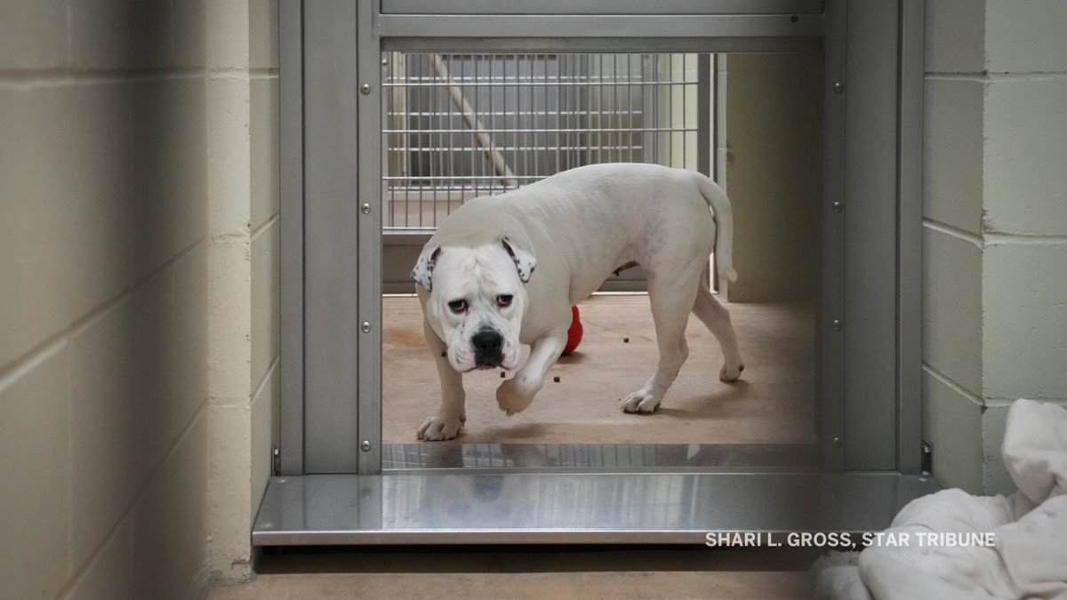 "For the love of God please help us."

Minneapolis' animal shelter is overwhelmed with abandoned pets. The city put out a call Wednesday for those interested in adopting or fostering any of the animals. All adoption fees have been waived. startribune.com/minneapolis-an…