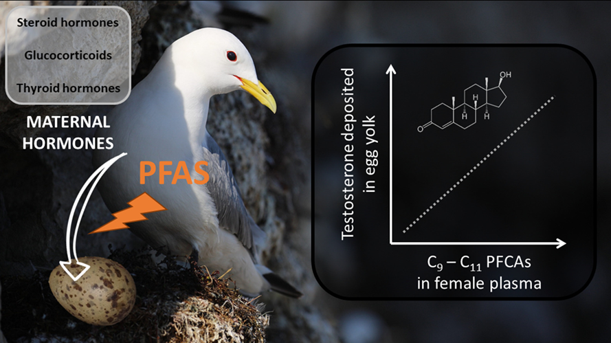 Ecophy (@ecophy_cebc) on Twitter photo New paper! Chemical pollution and maternal effects: #pfas disrupt the deposition of maternal testosterone into seabird eggs.
doi.org/10.1016/j.scit…
<a href="/Ecophy_CEBC/">Ecophy</a> <a href="/CEBC_ChizeLab/">CEBC/ChizéLab</a> @INEE_CNRS <a href="/UnivLaRochelle/">La Rochelle Université</a> @_IPEV @NorskPolar New paper! Chemical pollution and maternal effects: #pfas disrupt the deposition of maternal testosterone into seabird eggs.
doi.org/10.1016/j.scit…
<a href="/Ecophy_CEBC/">Ecophy</a> <a href="/CEBC_ChizeLab/">CEBC/ChizéLab</a> @INEE_CNRS <a href="/UnivLaRochelle/">La Rochelle Université</a> @_IPEV @NorskPolar