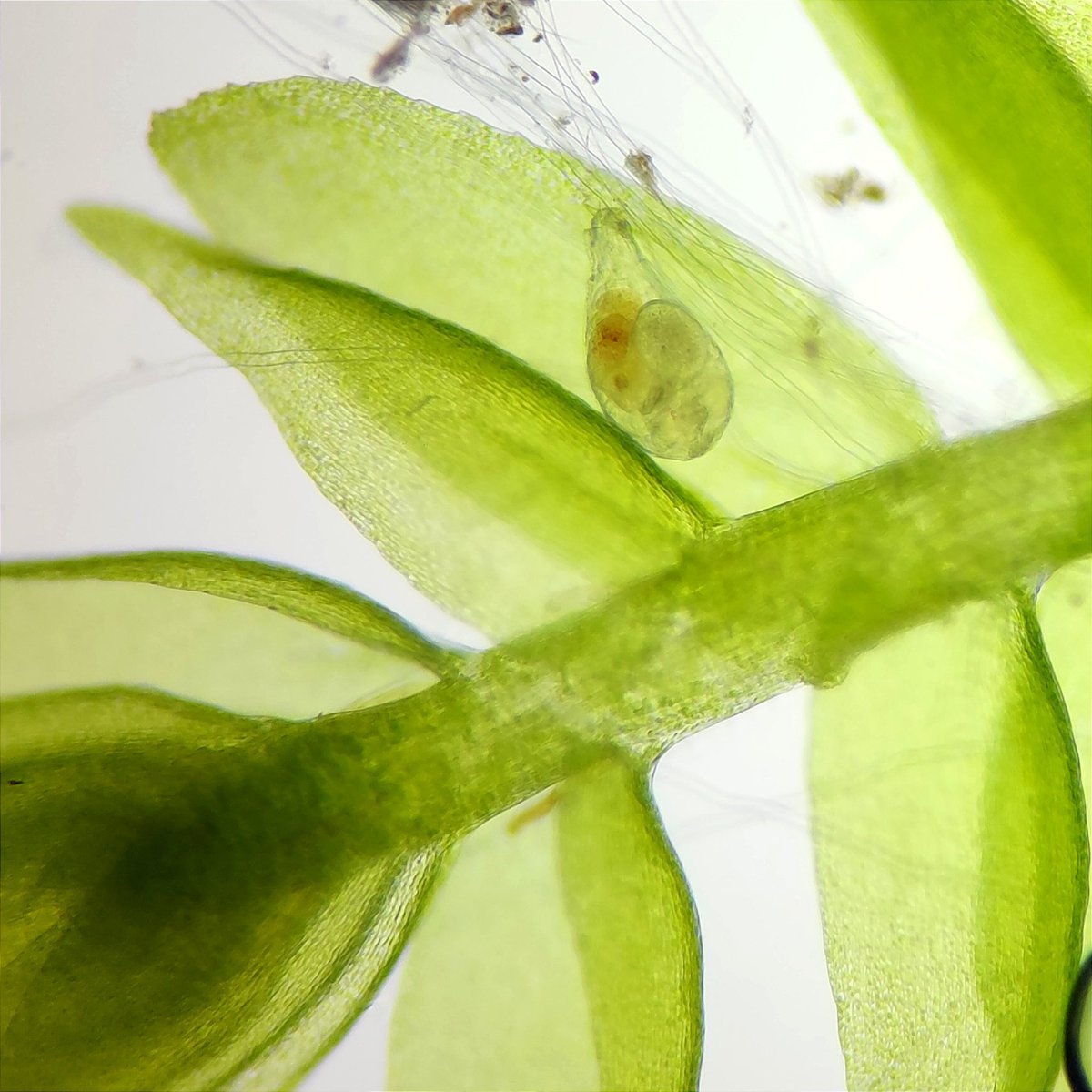 mossworld's tweet photo. Sorry, no #tardigrades found, only #rotifers. #Microscopy #microscope #zooplankton #aquarium #freshwatertank #mossmatters #bryophytes #smallword https://t.co/TpmoeGWqNs