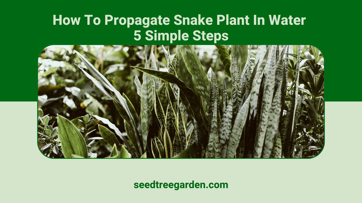 Snake plants are some of the easiest houseplants to propagate. In this article, we will show you how to propagate snake plant in water in 5 easy steps.
But before we get started,  
Read more: seedtreegarden.com/indoor-plants/…