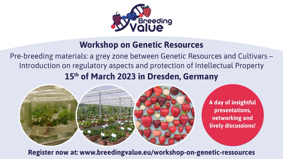 CirefAgri's tweet photo. Workshop on genetic resources for European breeding and plant research community in the framework of the EU-funded project @BreedingValue

https://t.co/ByKkHIO9fu

#GeneticResources #GenRes #IP #Berrybreeding #Plantvariety https://t.co/s94IIo2RZp