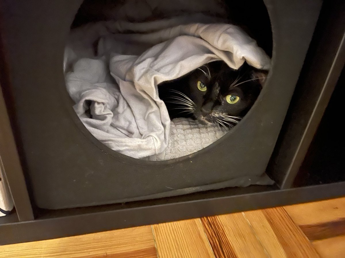 inyffeler's tweet image. #Et ? #IPhoneless just a #Catontweeter #cat #pet #mycat #cutecat #gato #gatonotweeter #gatofofo #meugato #olhosverdes #greeneyes #blackcat #gatopreto #gatoqueri #robithecat #funnicat #lazycat