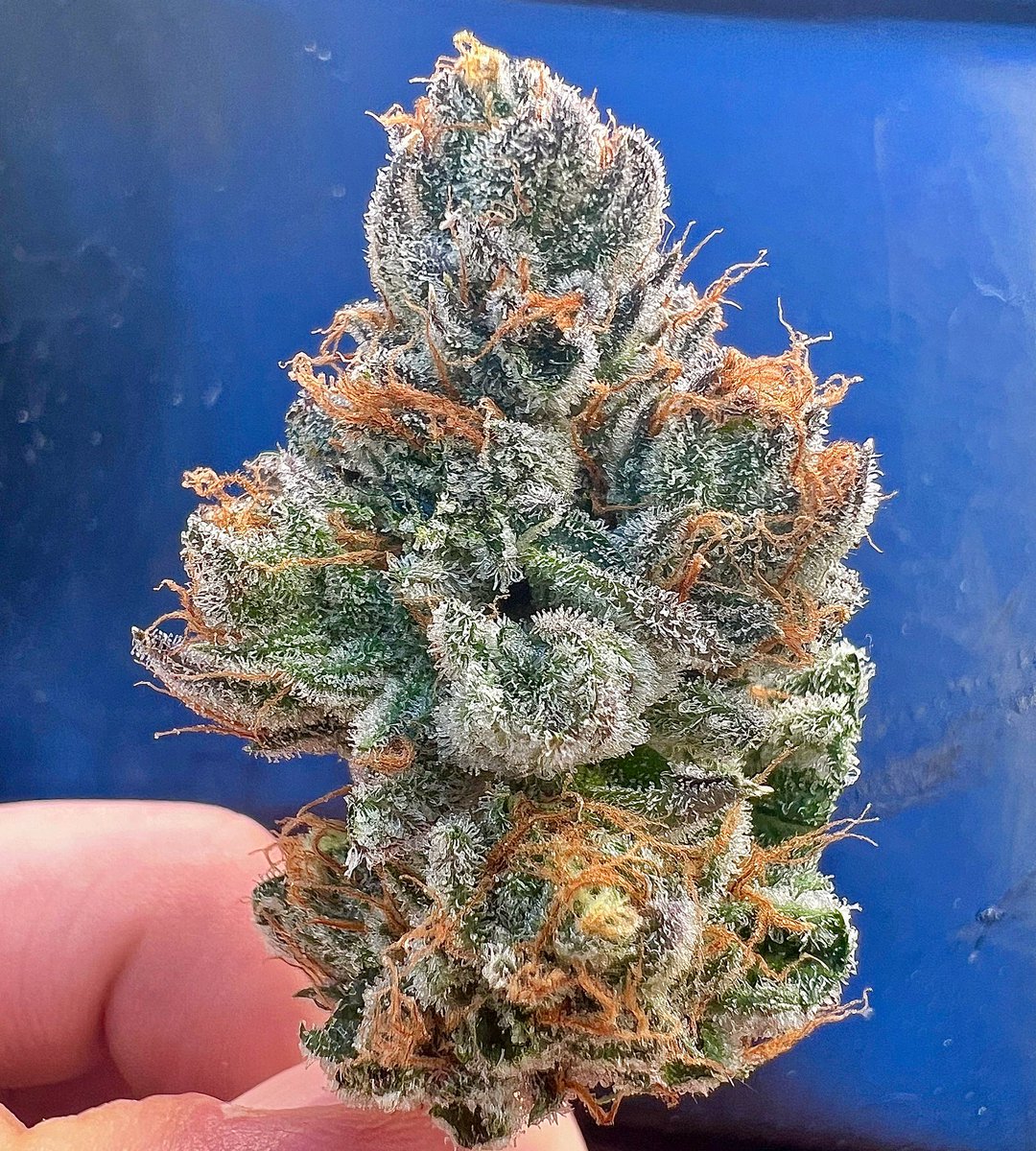 rocco727's tweet photo. Lower bud of Z π₯ππ±
#stpeteterps #Z #driphydro https://t.co/D9sElS2xk6
