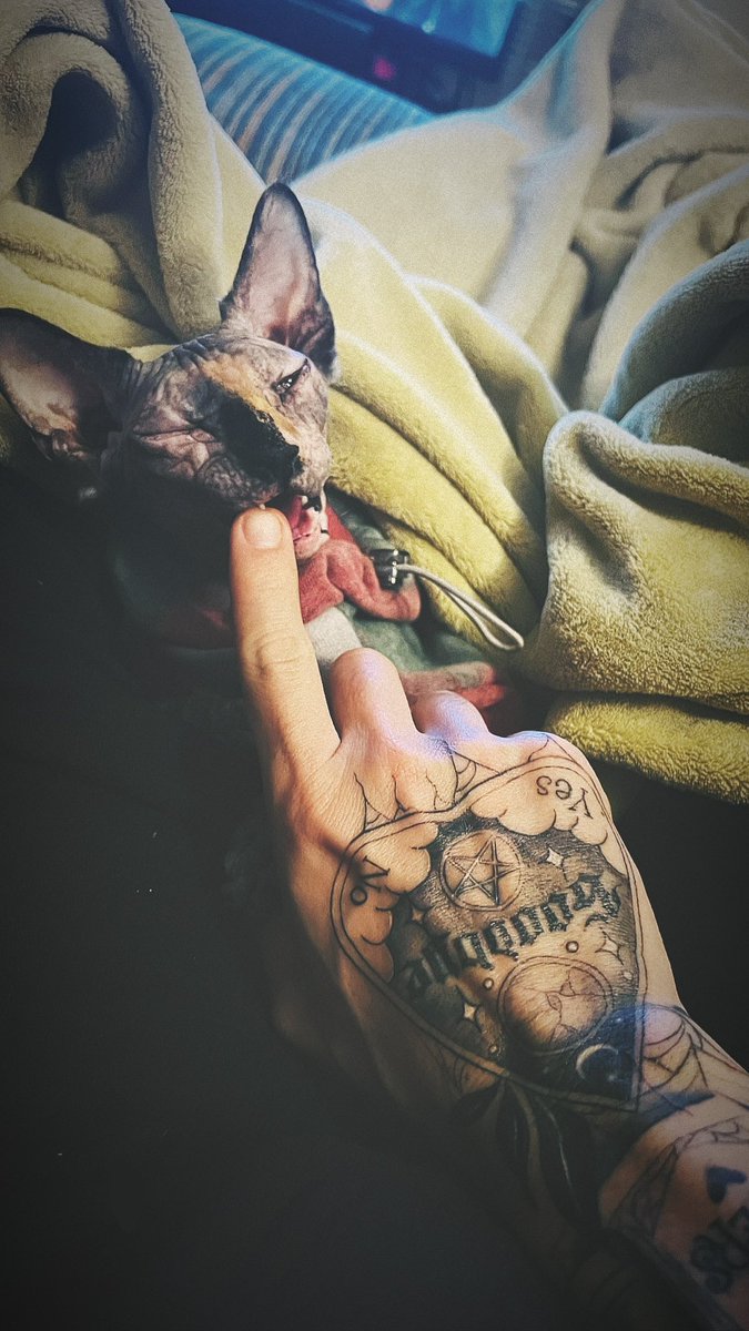 da_terror_dj's tweet photo. 😻 #Sphynx #Cat #Blackwork https://t.co/Ja61OgHJMF