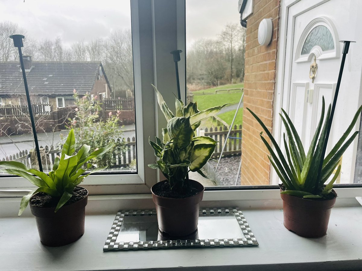 I turn 30 this year and today I purchased some house plants for the first time. Getting old is banging. 🤘🏼🤣  #Turning30 #HousePlantWeekUK