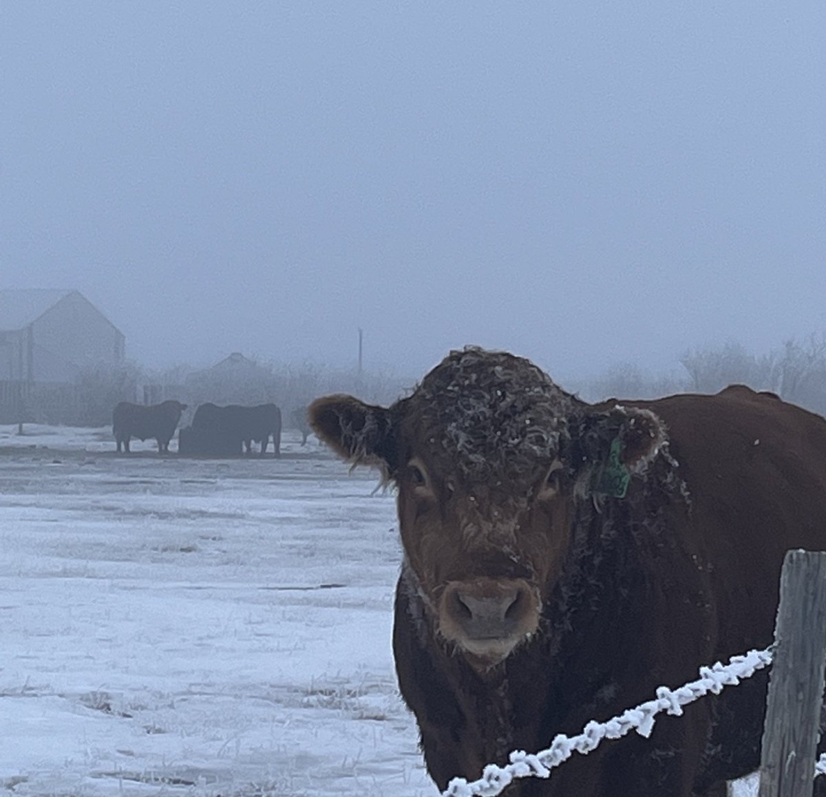 tara_m_davidson's tweet photo. Prairie folk love a good precipitation-related old wives tale. Is it going to rain in…
90 days?
120 days?
Girl, what are you even talking about?
#pallisertriangle #pallisersolution #skwx #fog https://t.co/puVmZooYoL