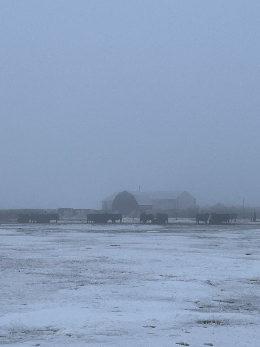 tara_m_davidson's tweet photo. Prairie folk love a good precipitation-related old wives tale. Is it going to rain in…
90 days?
120 days?
Girl, what are you even talking about?
#pallisertriangle #pallisersolution #skwx #fog https://t.co/puVmZooYoL