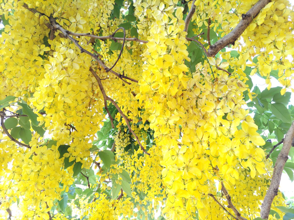 この季節がきました。満開です(花)
#lluvia_de_oro