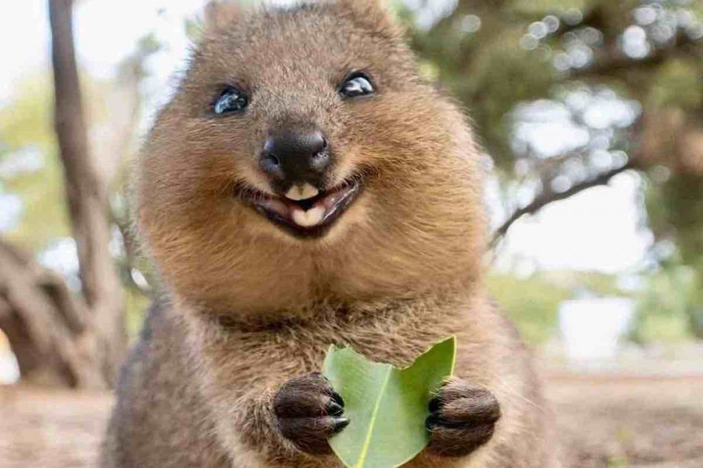 🇦🇺 Le Quokka doit son surnom "d'animal le plus heureux du monde" à son