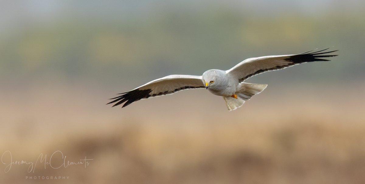 One plus point of all this wind is that Hen Harrier's love it..
@HOSbirding @HantsIWWildlife @BirdGuides #birds #birdphotography #henharrier