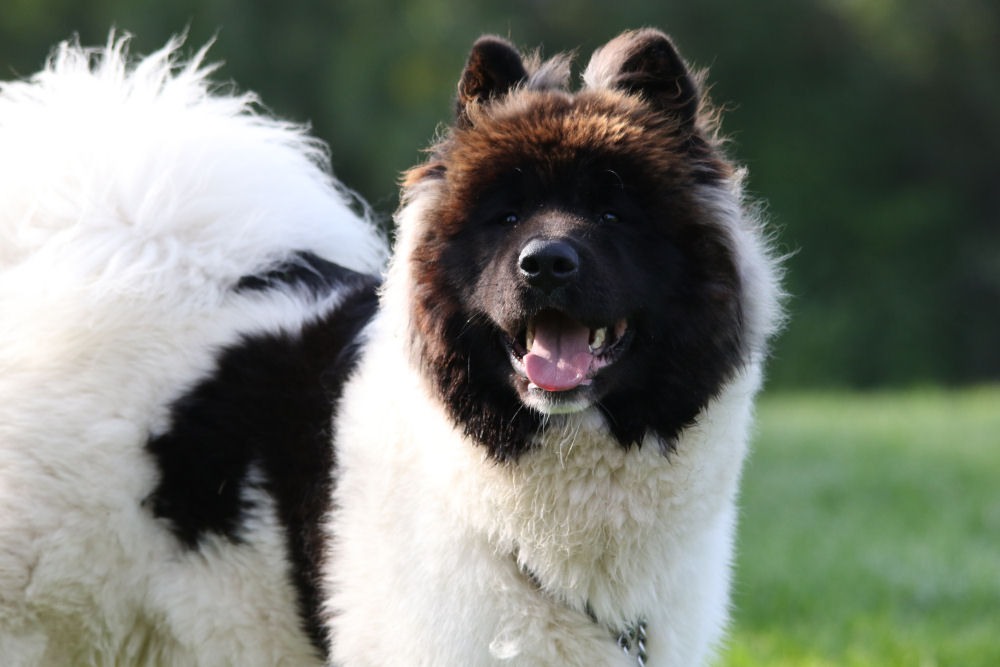 Irish Success tweet media