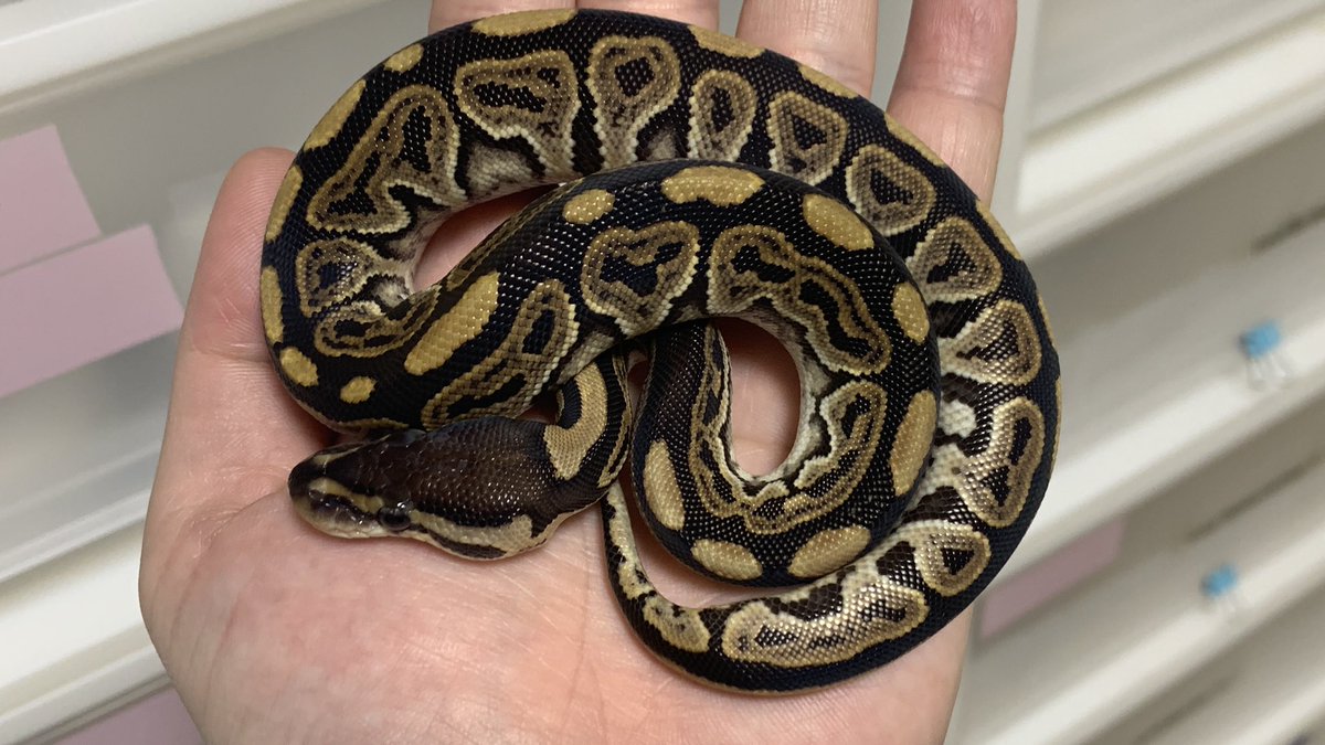BP_Medusa's tweet photo. 販売個体

ブラックパステル66%hetアザン♀

落ち着いたトーンのブラックパステルでアザンに向いているタイプです！

セール価格
¥45,000→¥40,000

DMにてお問い合わせください！

第高2021-01-15号

#ボールパイソン https://t.co/pVP5yGcOfd