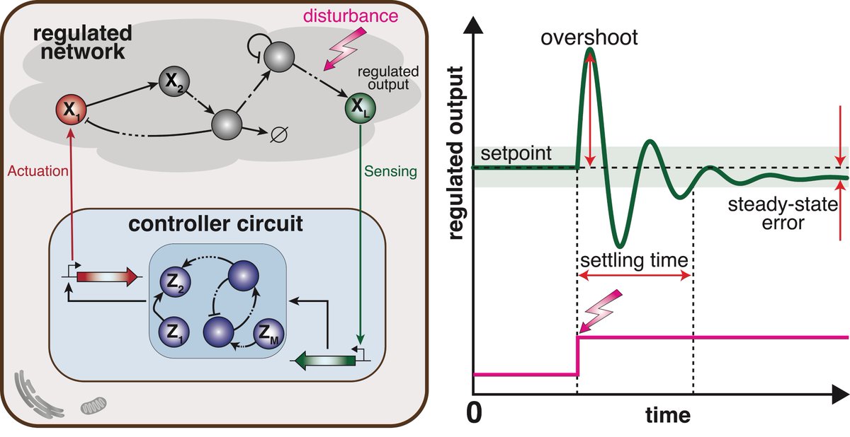 How are feedback controllers built with molecules? Check out our @KhammashLab review paper on 'Biomolecular Feedback Controllers: From Theory to Applications' published in Current Opinion in Biotechnology! 1/3 Special thanks to my co-author @Ch_Hs_Chang. authors.elsevier.com/c/1gPLP3PtAV1N…