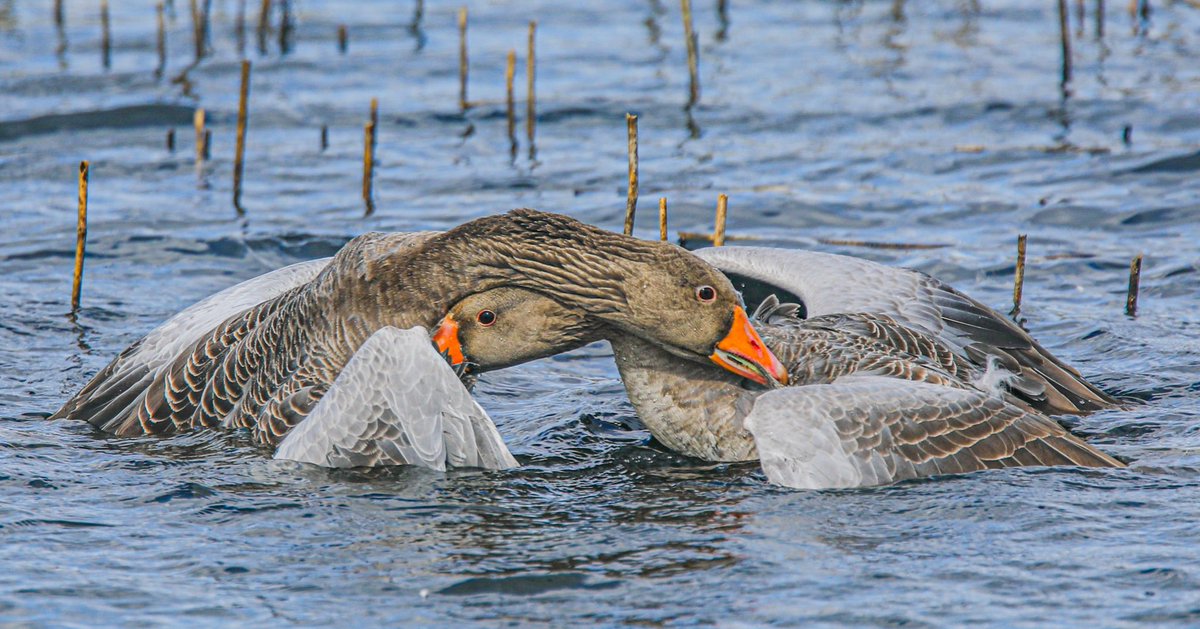 sykesjeff's tweet photo. Todays thread is beak colours I’ll start with these geese, retweeting the lot https://t.co/HXrV7RbPzd