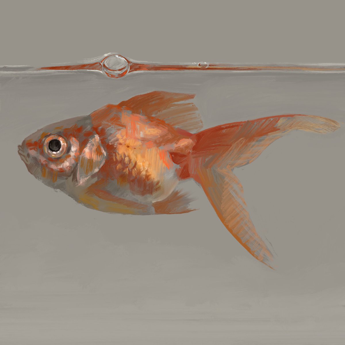 「金魚#Procreate 」|Nao Yamamoto Nagiのイラスト