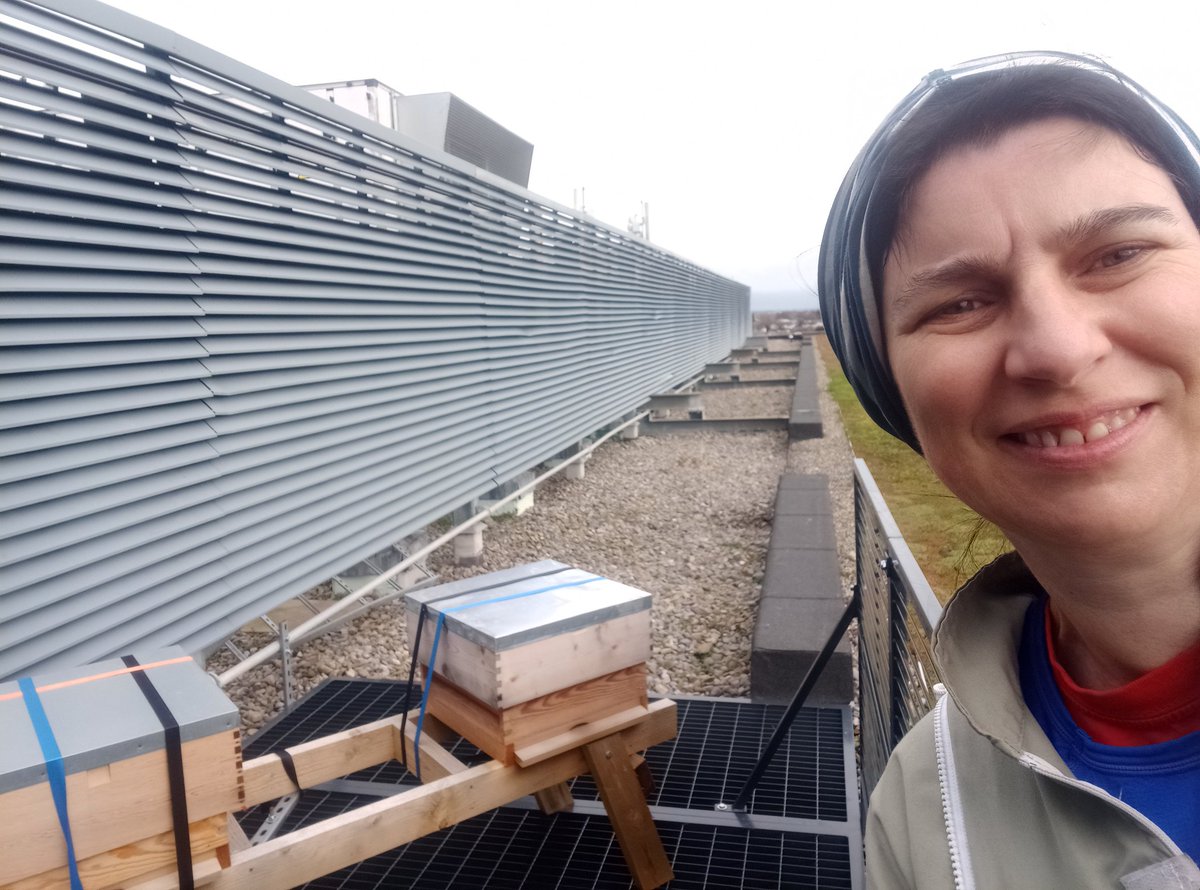 Bees on the Roof.ie tweet media