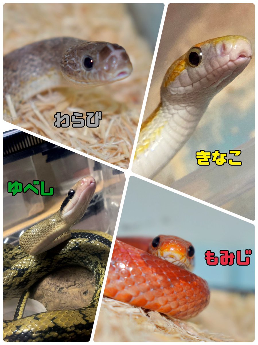 sata_SHK's tweet photo. 🐍うちの子紹介🦎

【ｺｰﾝｽﾈｰｸ】
わらび、もみじ、きなこ、あんず、あずき、つばき、もも、みかん

【ﾀｲﾘｸｽｼﾞｵ】
ゆべし

【ｱﾌﾘｶﾝﾊｳｽｽﾈｰｸ】
かりん

【ﾎﾞｰﾙﾊﾟｲｿﾝ】
だいふく

【ﾚｵﾊﾟｰﾄﾞｹﾞｯｺｰ】
きび、むぎ、かえで、きんつば、もなか https://t.co/0Tl4lG5w7r