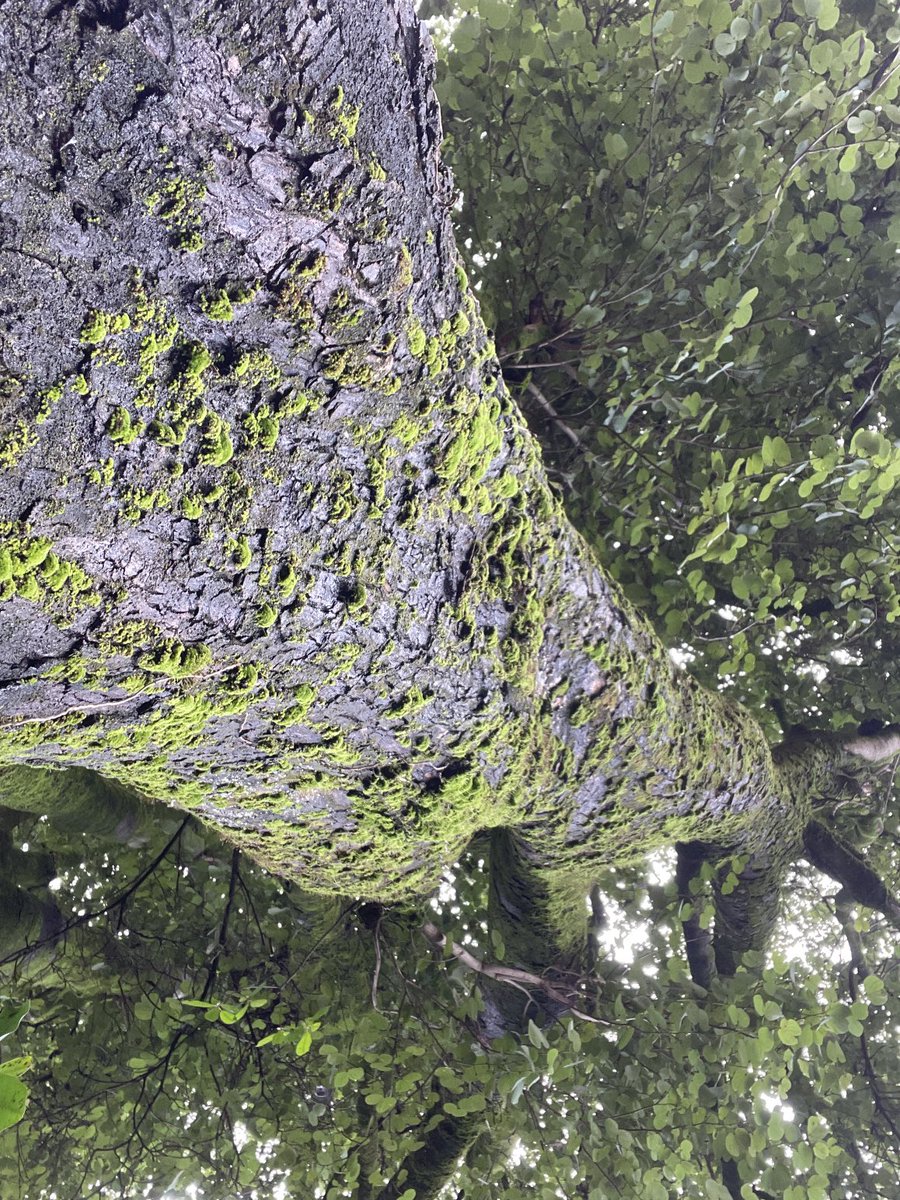 AskMeGoGreen's tweet photo. Take Care of me and I will take care of you.🌿🌱☘️💚🌿🌱☘️💚🌿🌱☘️💚
#Natureview #Naturelovers #Naturewalks #Natureinside #Naturephotographic ⁦@TAKEHOMEATREE⁩ https://t.co/m8qkBgwrYv