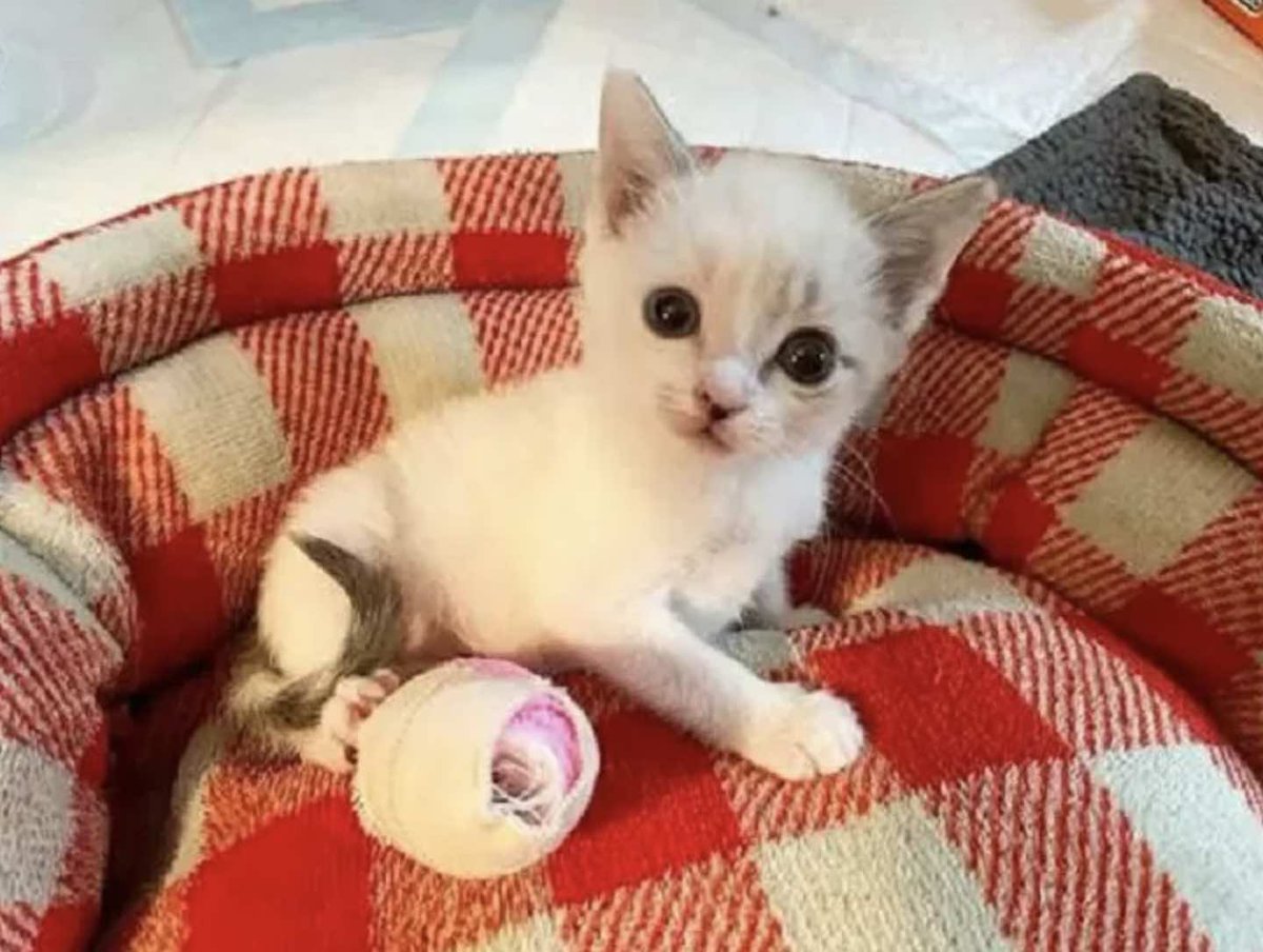 Cats and Kittens tweet media